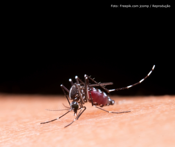 Vacina da chikungunya é segura e protetora em 99% dos casos, mostra estudo da Lancet