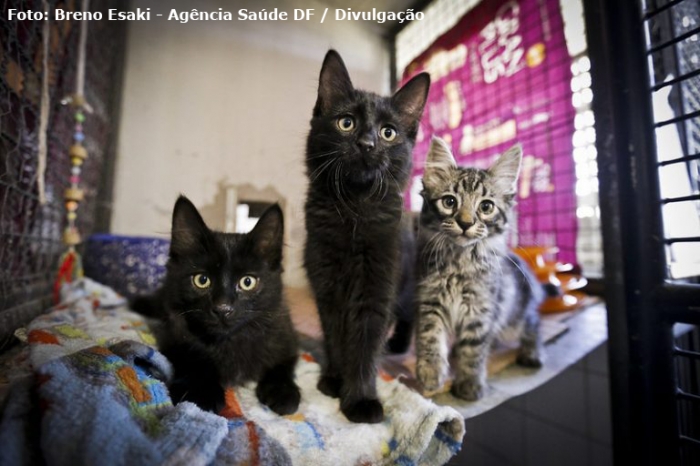 Comissão na Câmara Federal discutirá controle populacional de cães e gatos